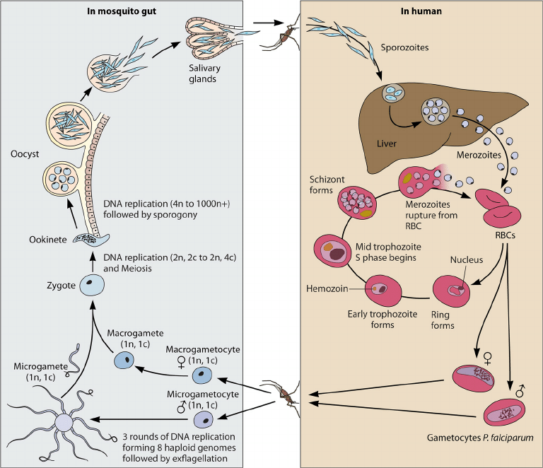  Plasmodium life cycle